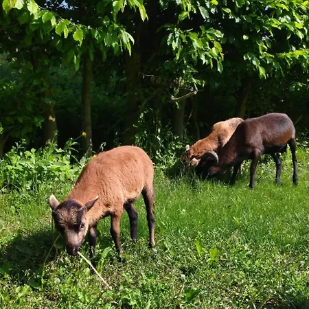 Kormoran 3* 브라노프 나트 디이